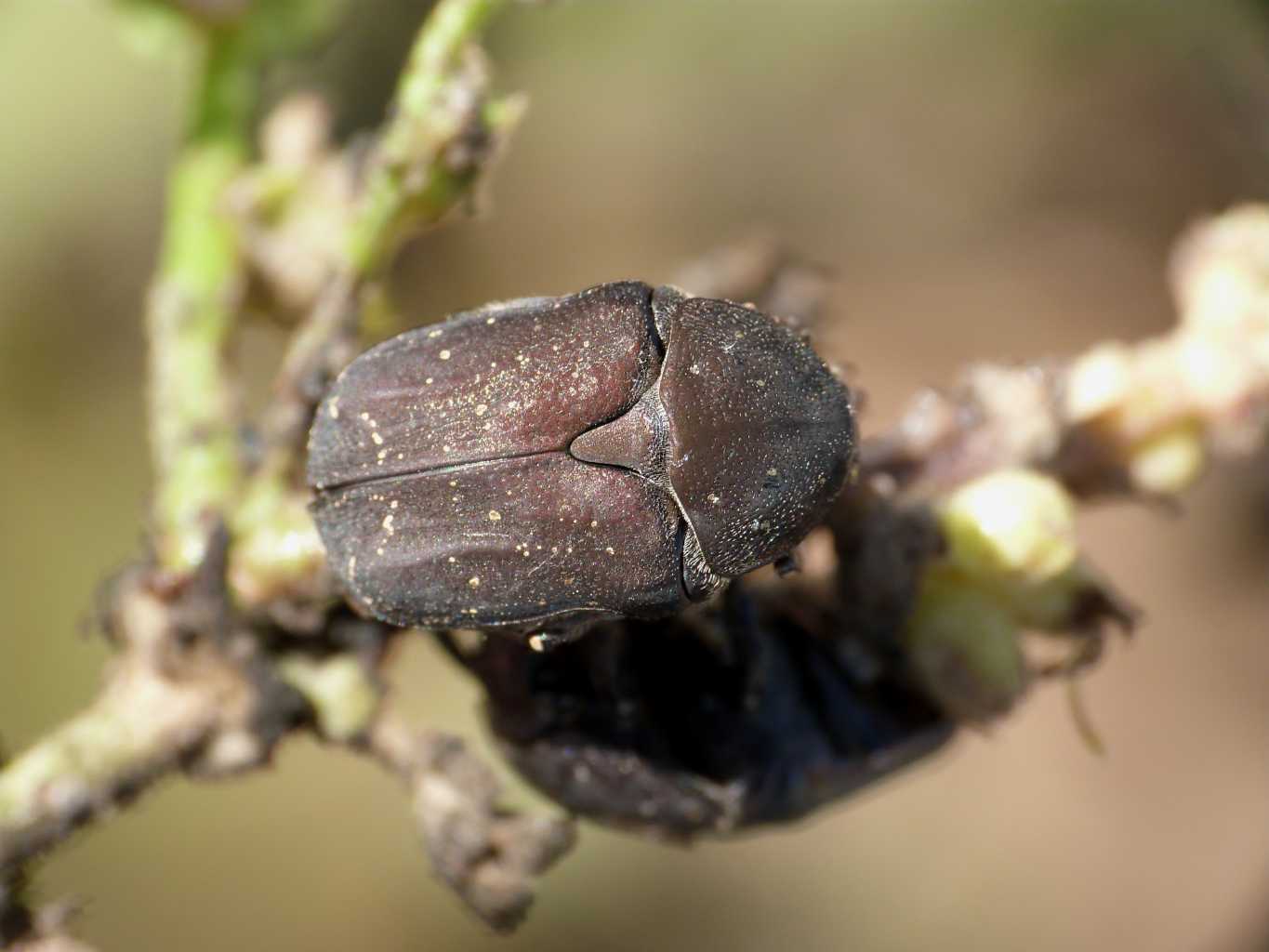 Protaetia morio